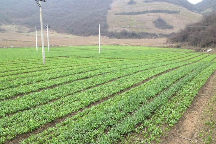 种植贝母 - 2020年最新商品信息聚合专区 - 百度爱采购