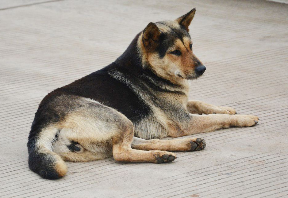 想养一只看家犬,有什么好的推荐,一起了解一下