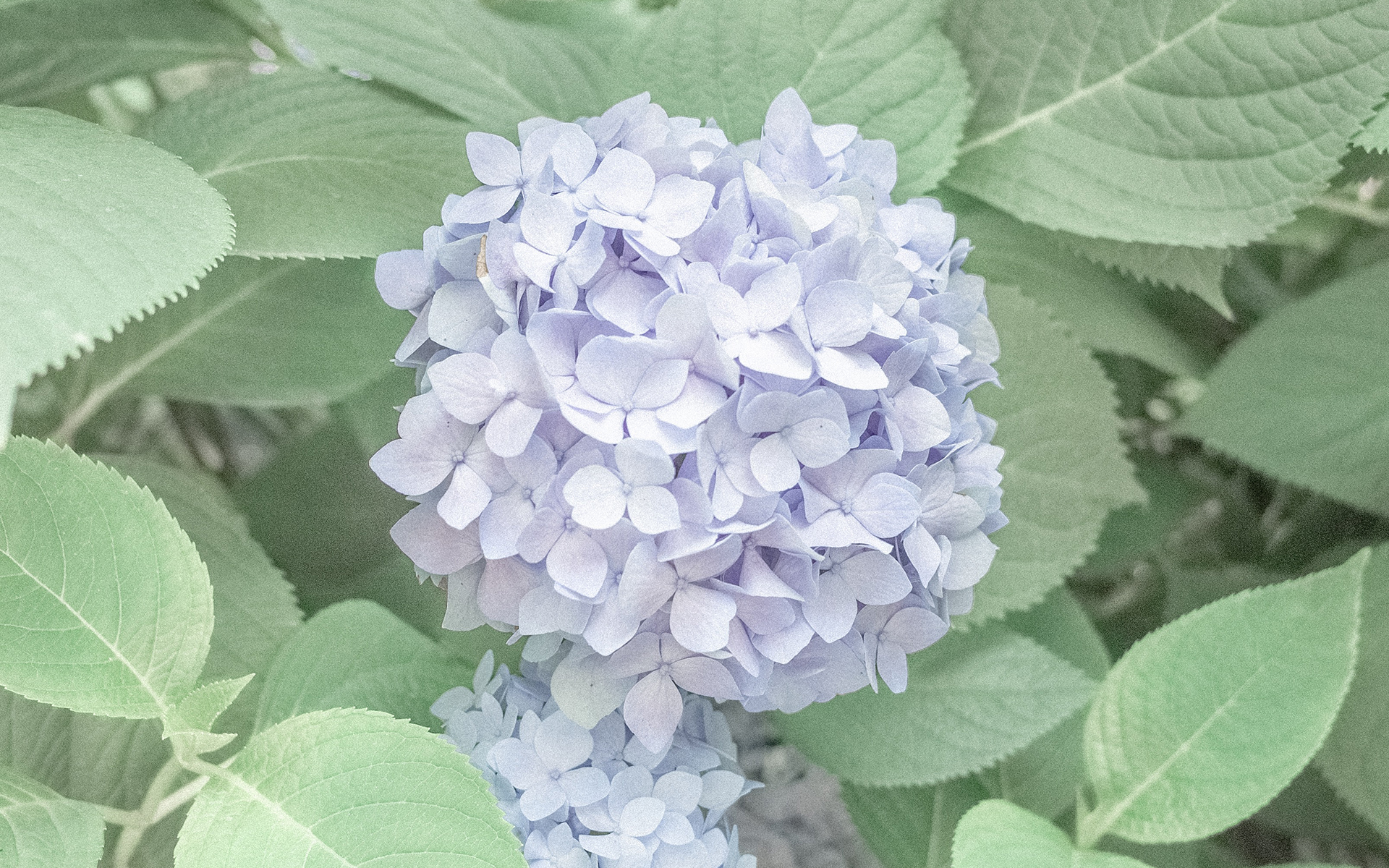 AGսǶ