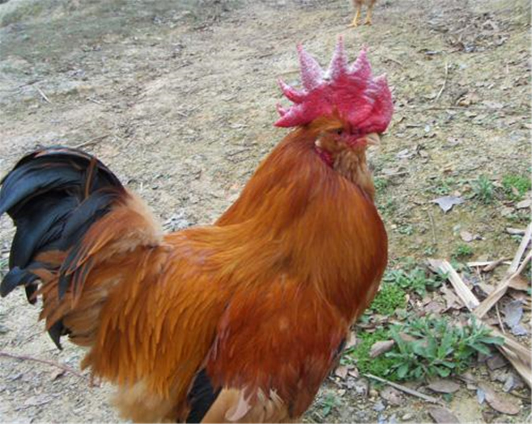 带你了解地方特色鸡种象洞鸡