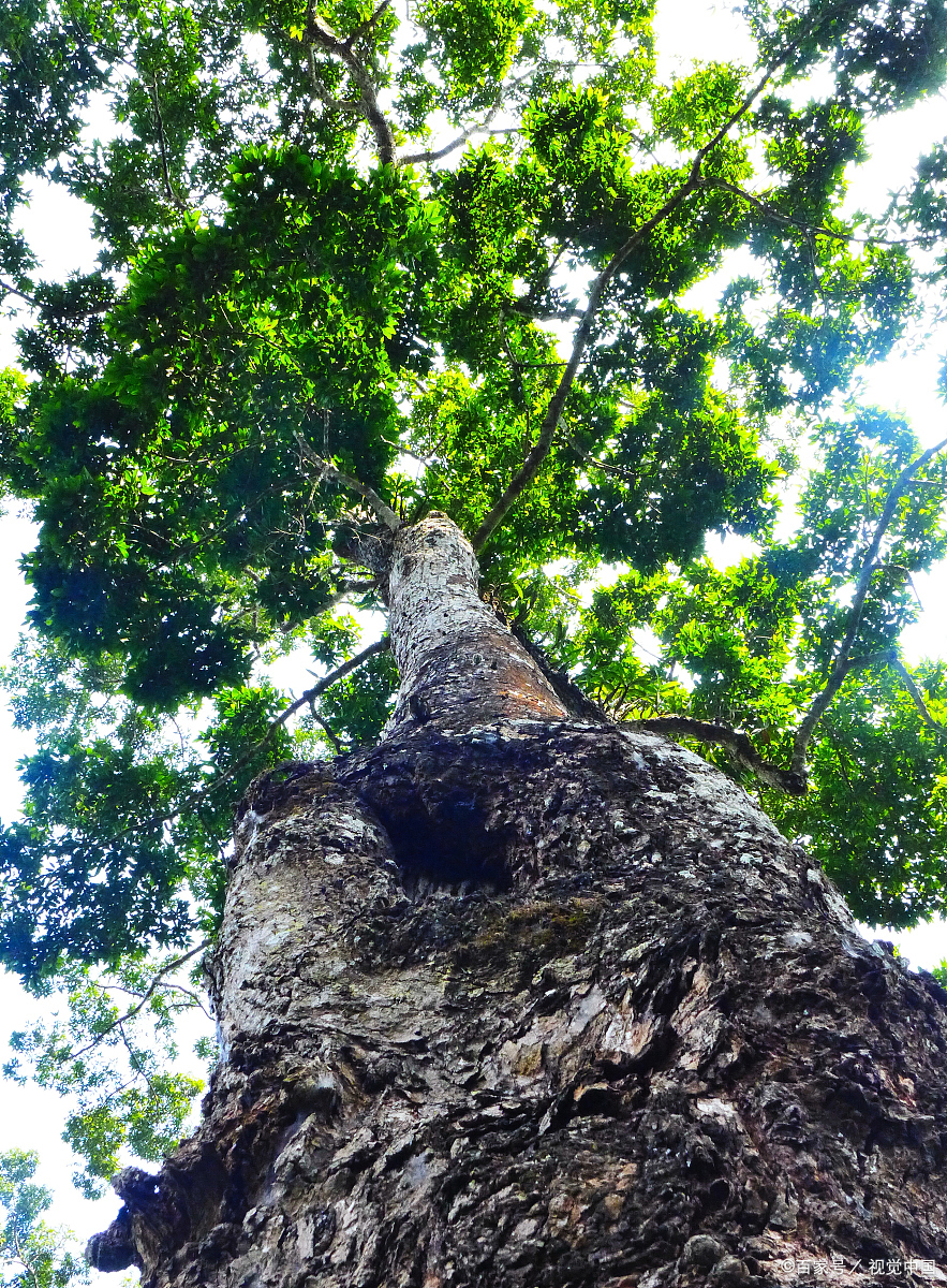 望天树景区才是西双版纳的正确打开方式!