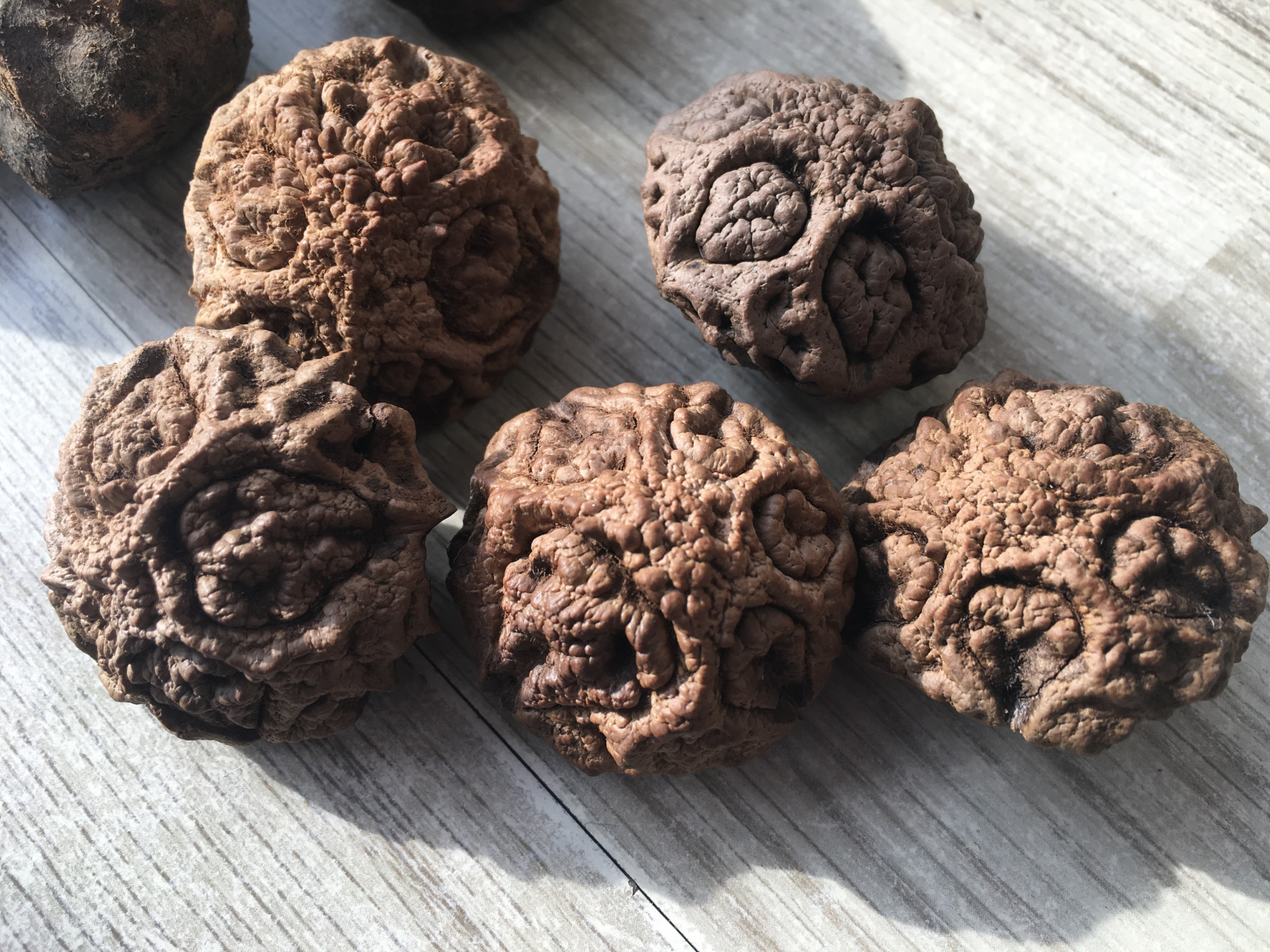 「文玩核动力」鬼脸菩提绝对是最难清理的果核类文玩儿,没有之一