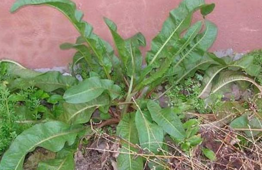 农村人称它为"假菠菜",看着不起眼,根部的营养却赶超人参!