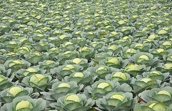 大棚种植包菜很方便,注意温度与消毒才能除去枯萎病