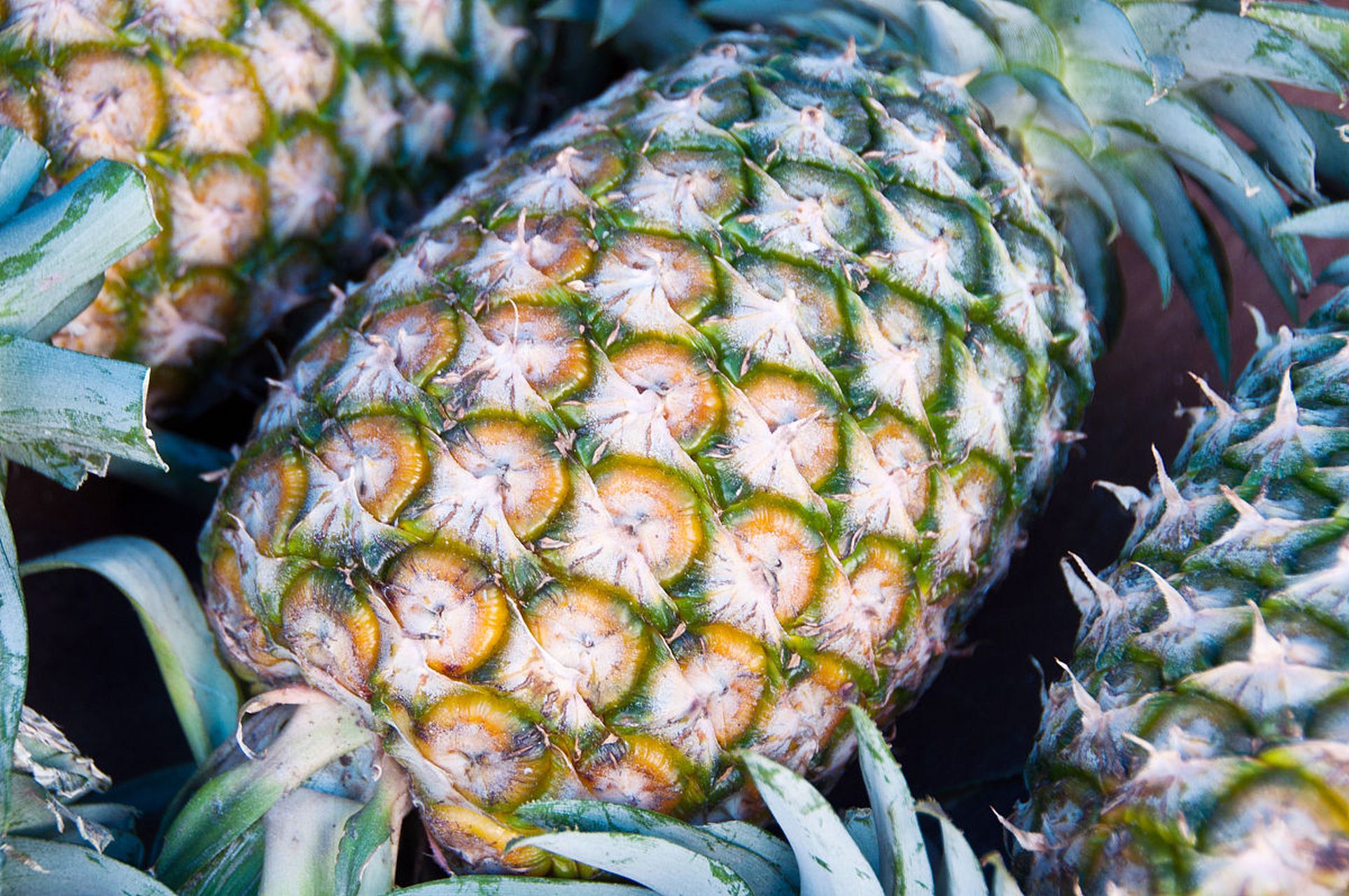 科学养殖星花凤梨需注意生长环境,水分管理,光照,肥料施用和病虫害