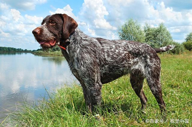 波音達獵犬和惠比特犬有什麼特點,你瞭解嗎?快來看看吧