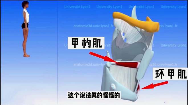 甲杓肌环甲肌是什么?要锻炼它们唱高音?truevoice颜艳老师
