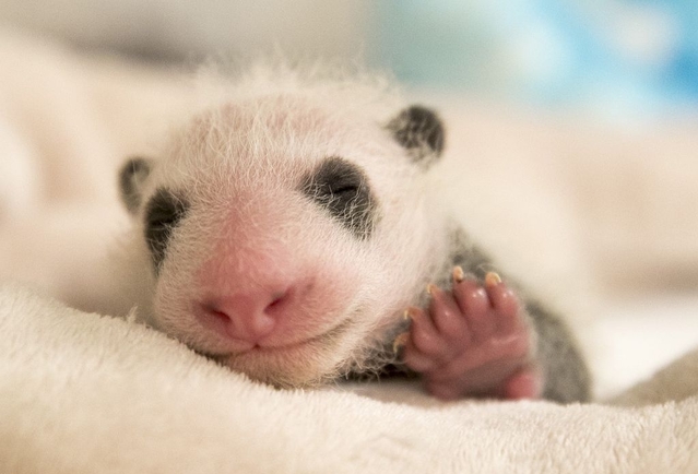 在法国出生的熊猫宝宝"圆梦" 公布成长各阶段萌照