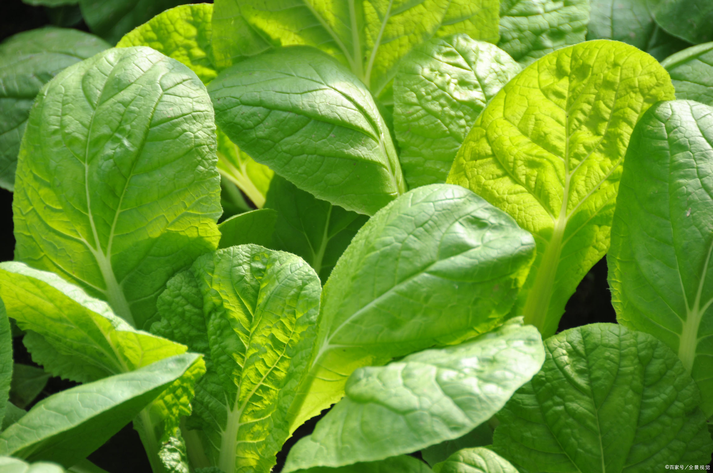 采购首页 商品专题_油菜叶子  不管是油菜还是小白菜,这些青菜类作物