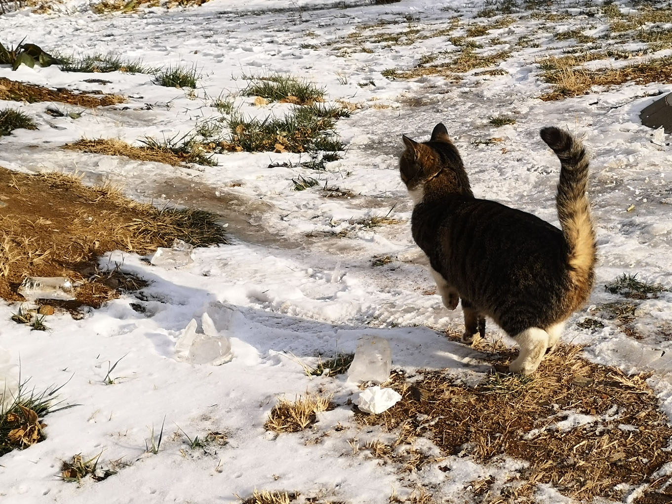 冰天雪地裡,一隻貓凍得直哆嗦,小腳丫放也無處放