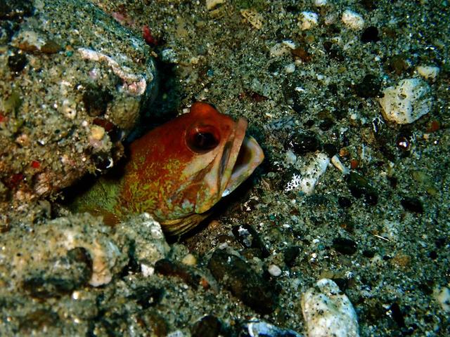 水摄之海鱼(116)-后颌(1):多彩后颌鱼(安汶)