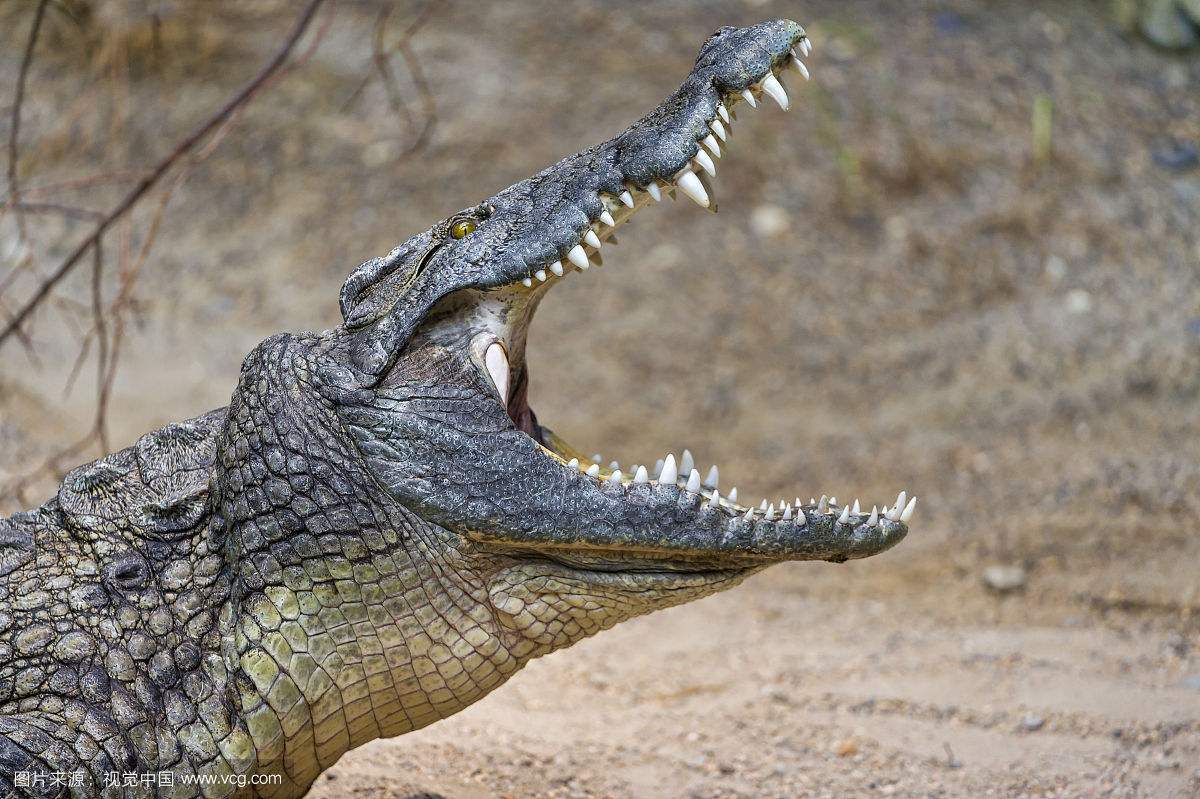 鳄鱼最怕的五种动物图片