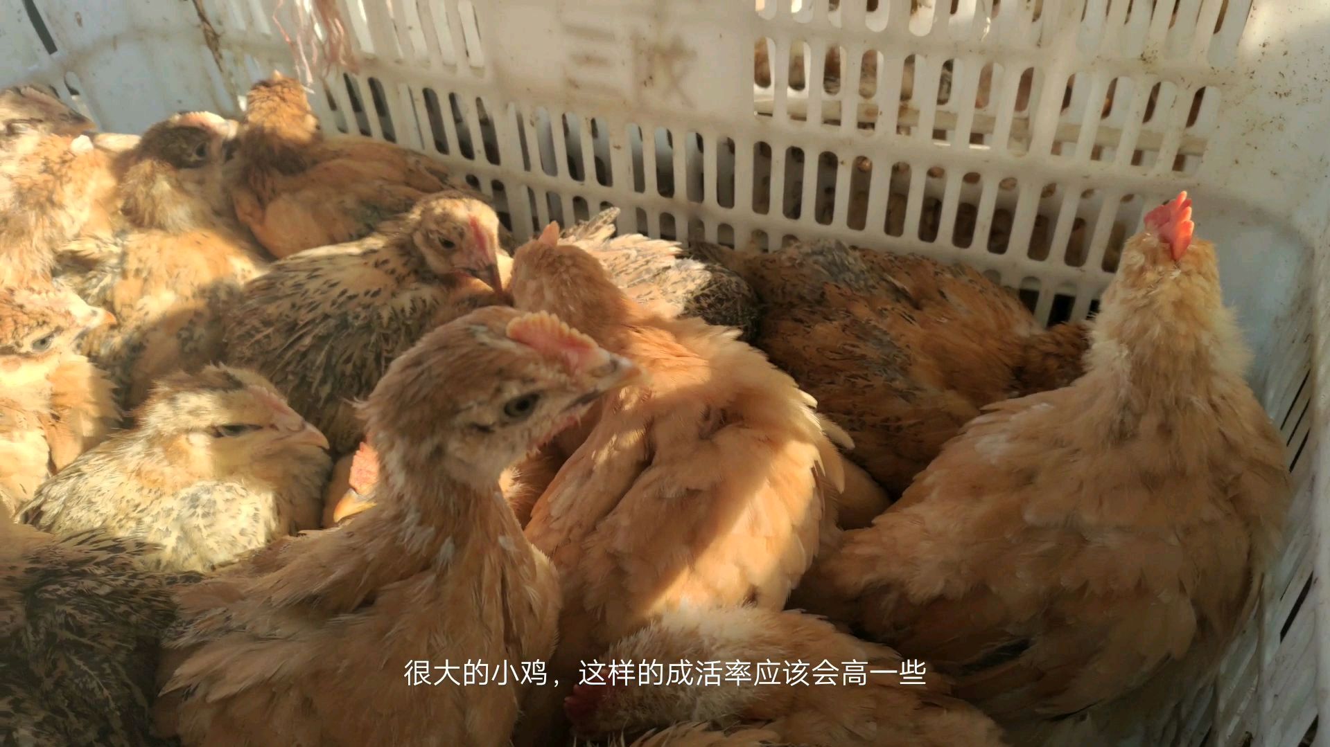 这么大的小鸡仔10块钱一只,出厂就做过防疫,存活率应该会高一些