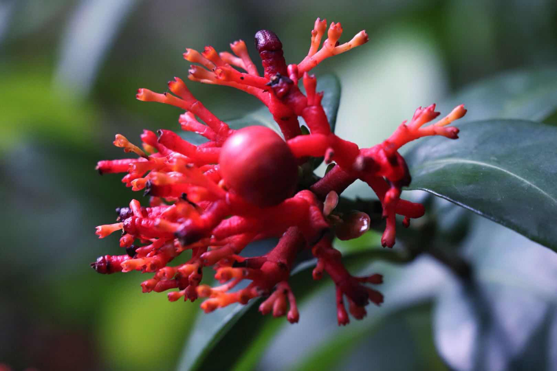 报春花目植物摄影《紫金牛》