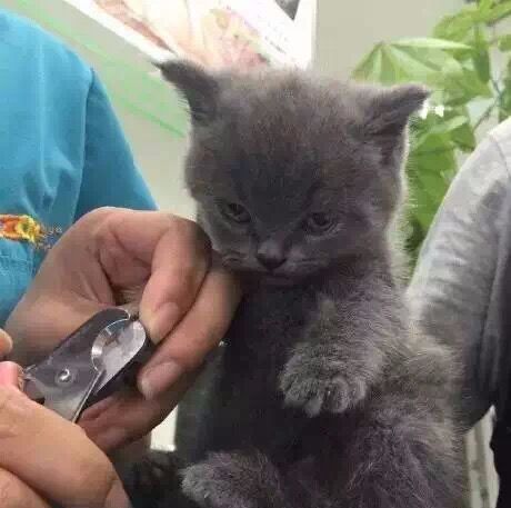 不就是剪个指甲么,猫猫这小表情是几个意思?一副生无可恋的表情