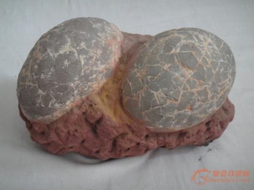 关于恐龙蛋的十几个事实 你知道几个