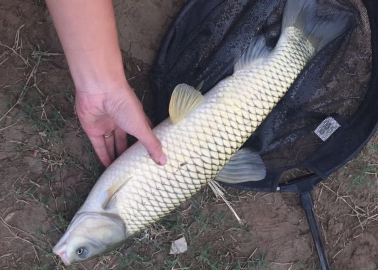 哪些是垂钓草鱼的最佳钓点?掌握好这些,保证你鱼获满满!