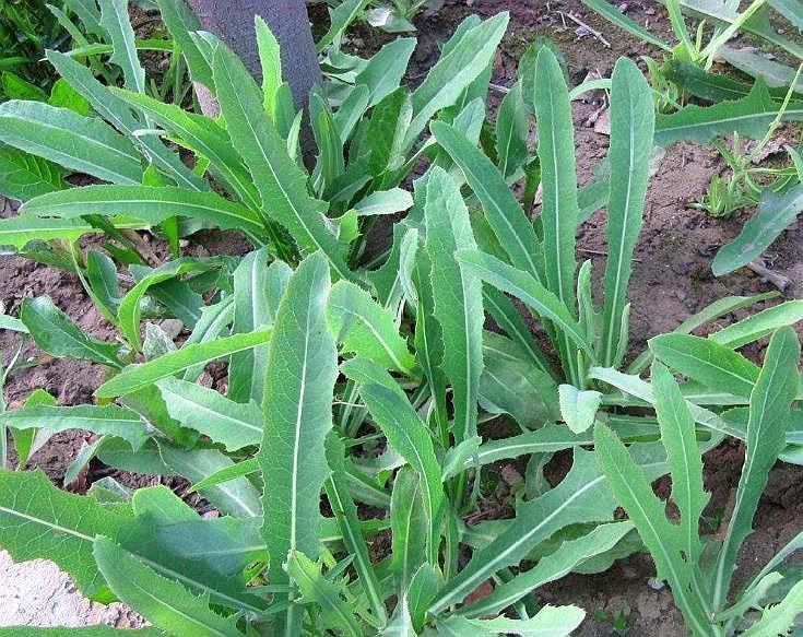 农村被称为"奶浆菜",如今大受欢迎,城里超市都有卖