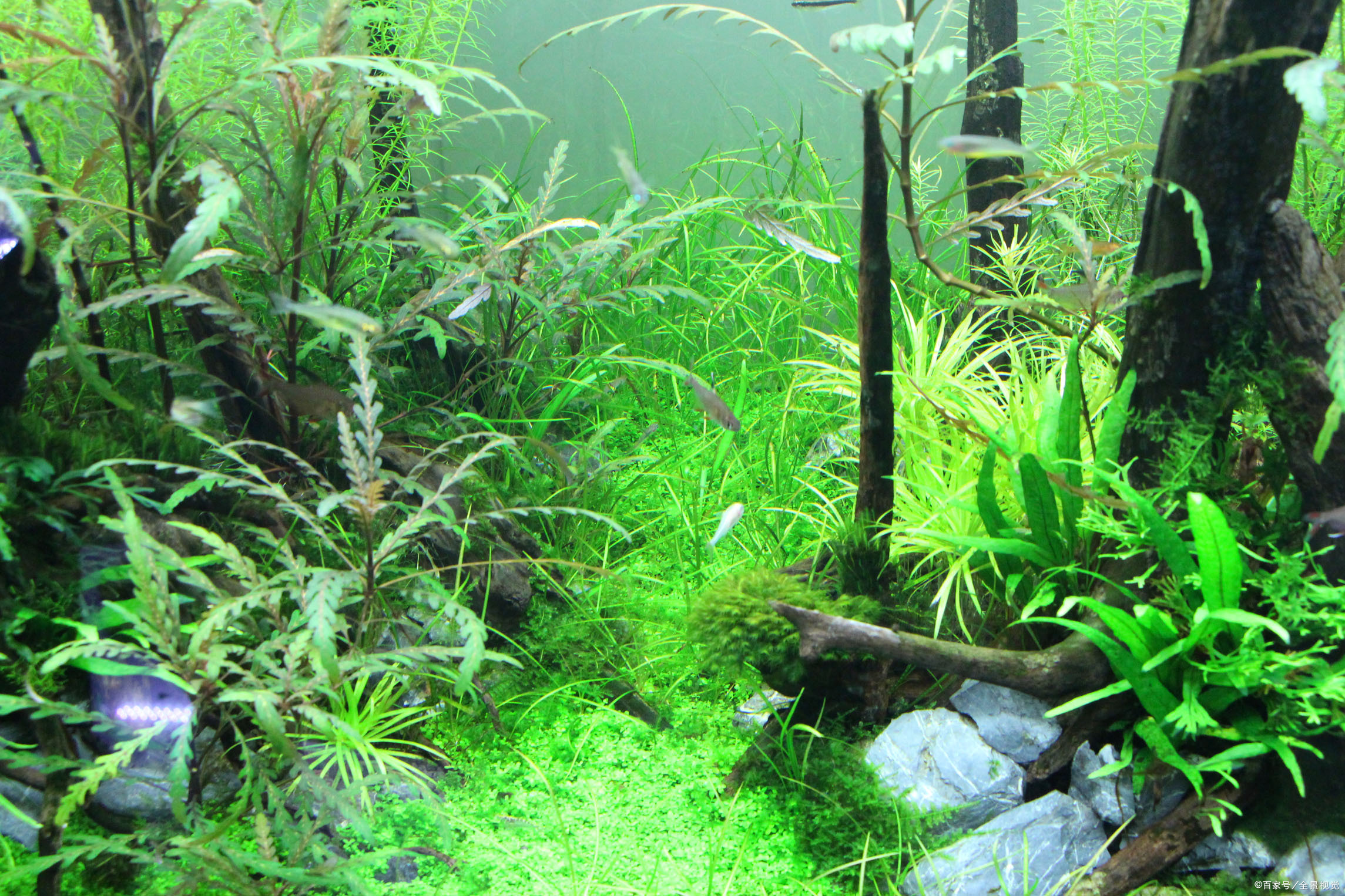 鱼缸 去除绿藻 - 2020年最新商品信息聚合专区 - 百度爱采购