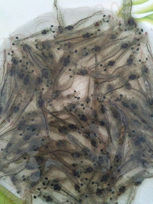 南美白对虾虾苗