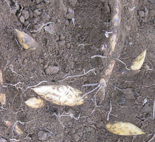 山里这野味,炒肉是一绝,挖它却是技术活,不懂一天也难挖到一根