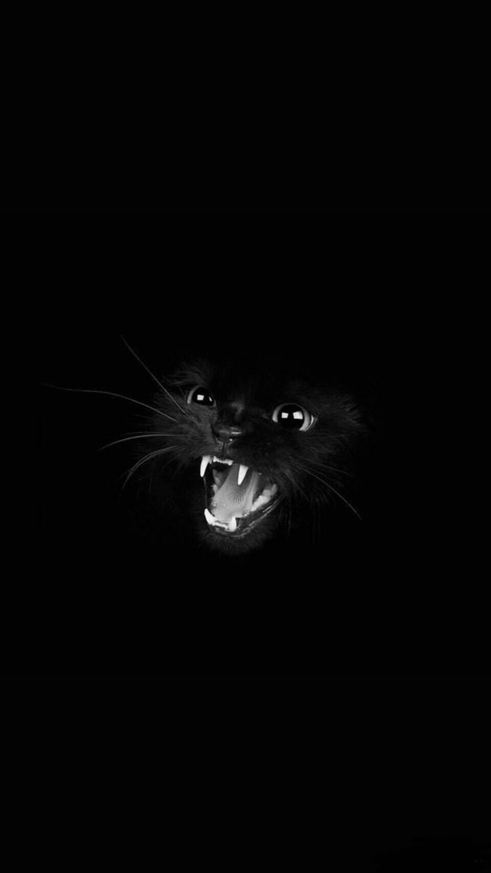 黑猫锁屏图片