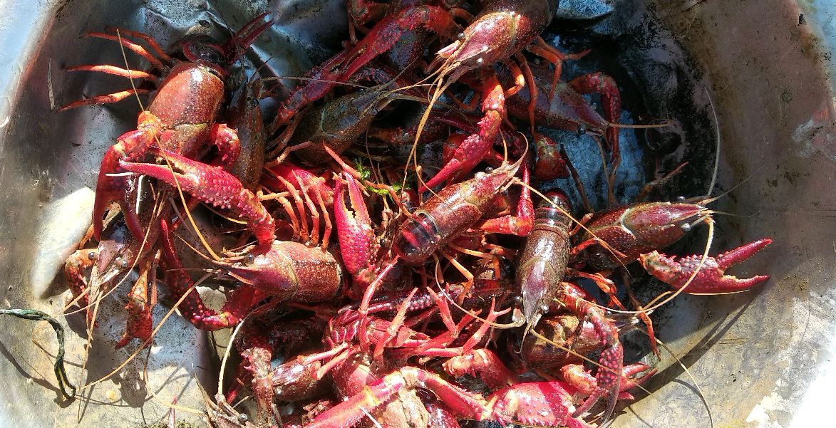 养殖小龙虾长不大,丁壳虾,铁壳虾是什么原因?