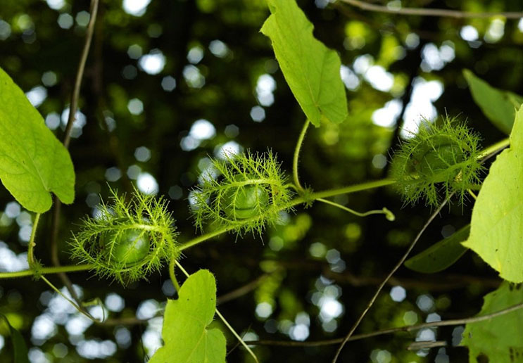 一种外来的野草"神仙果",果实可食昆虫,还具有清肺止咳的功效