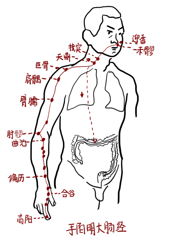 十二經絡歌之《手陽明大腸經歌》