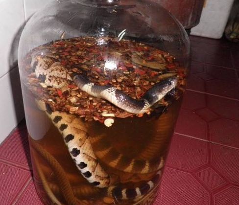 跟朋友去买药酒,没想到玻璃罐中竟泡着活蛇,吓得我大惊失色!