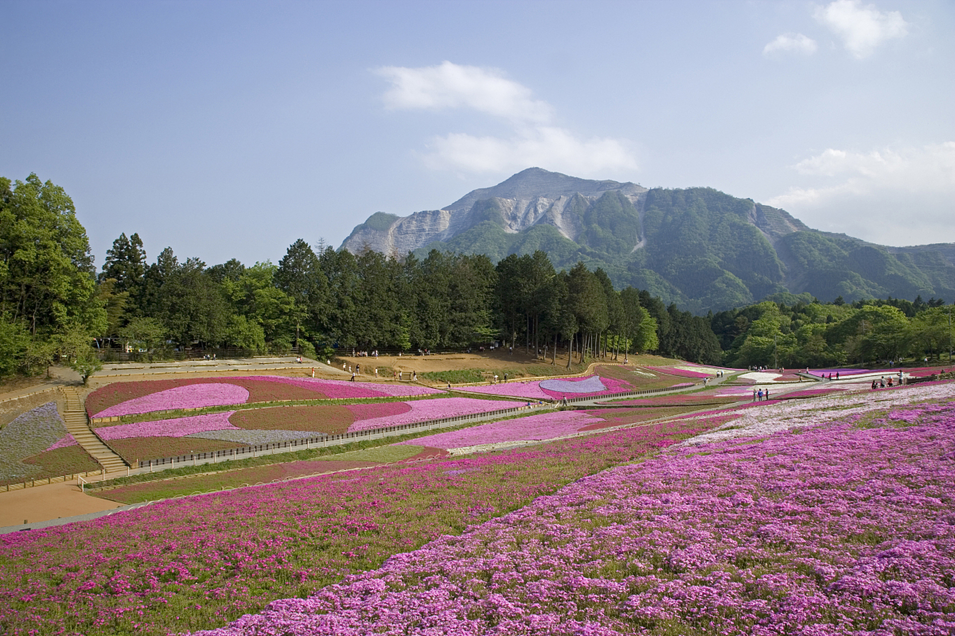 芜湖丫山花海石林图片