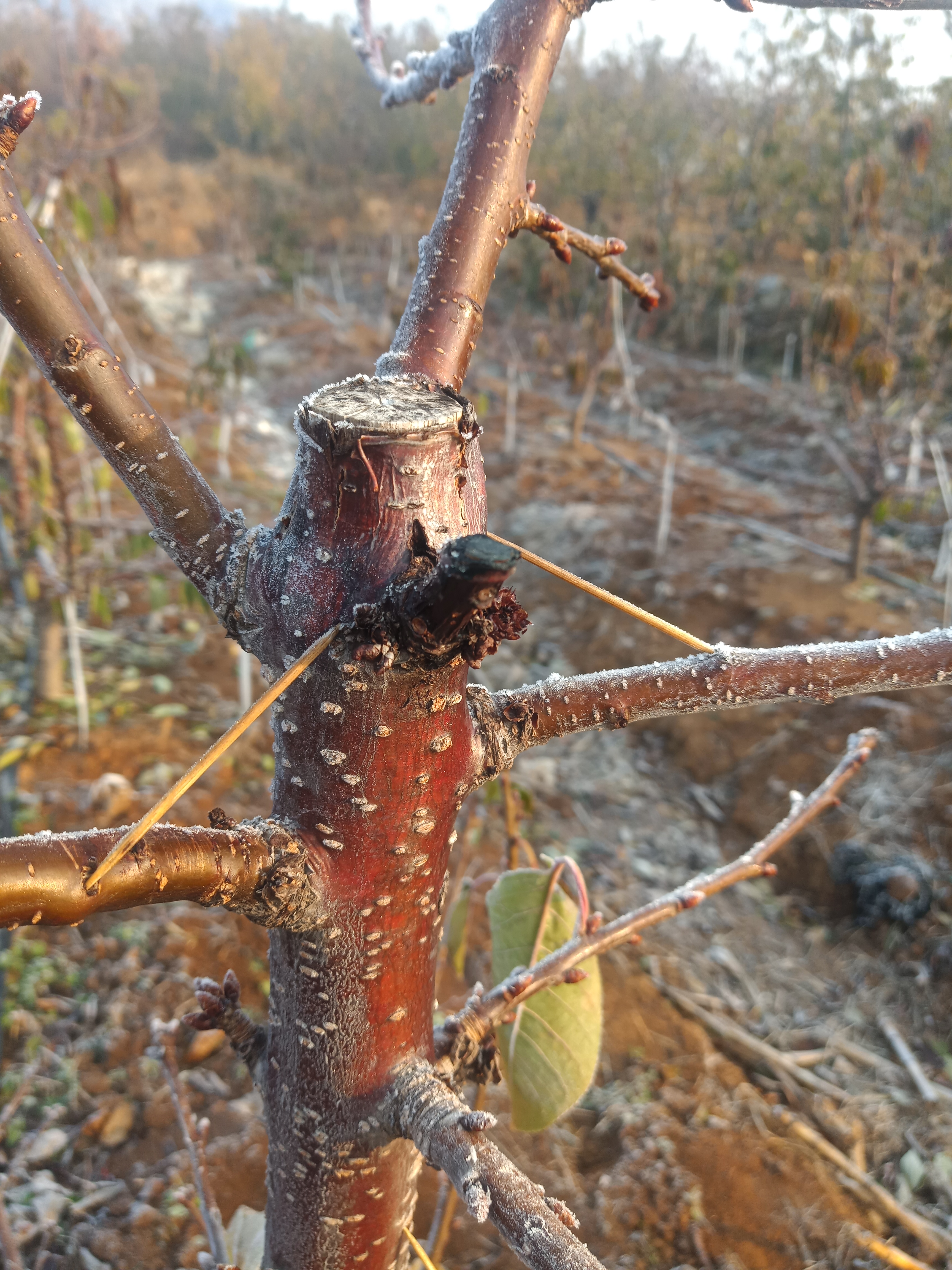 大樱桃注重伤口保护的重要性