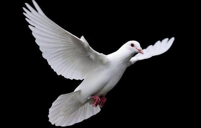 信鸽的传递训练要怎么做,快来看看吧!保证一学就会!