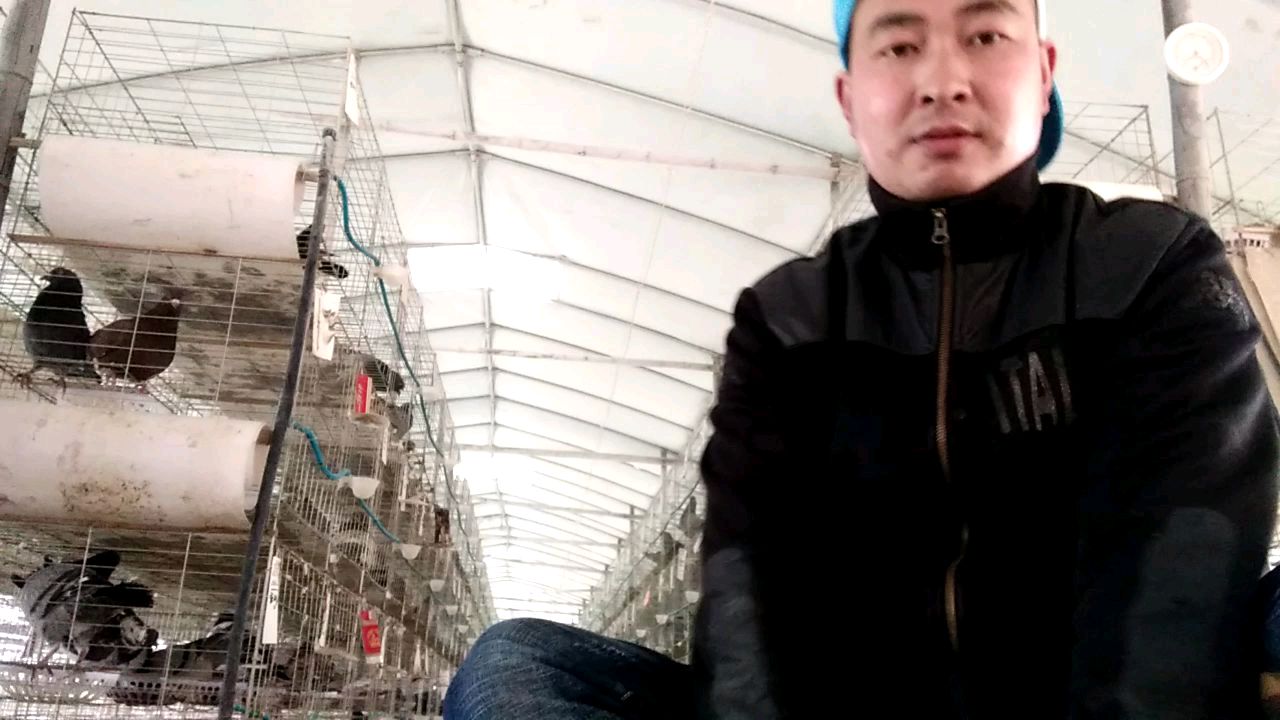 养鸽子能赚钱吗?听养鸽小伙怎么说