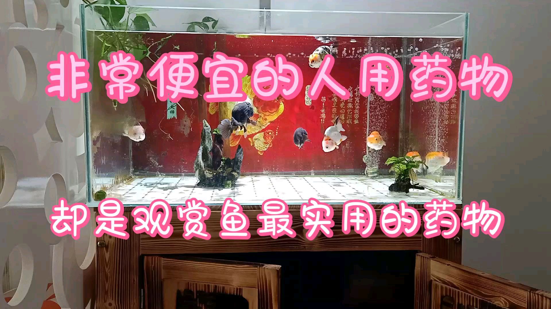 这两种便宜的人用药品,也是治疗观赏鱼疾病的神器