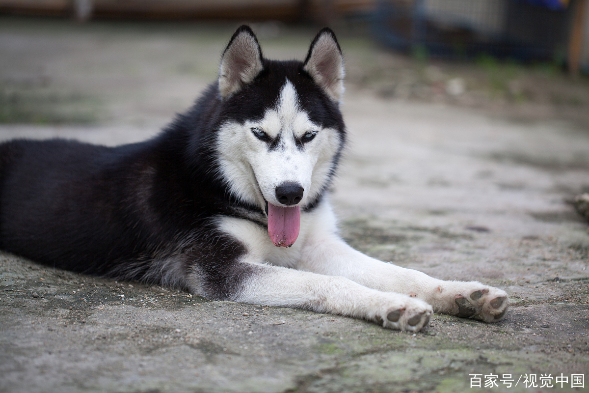 哈士奇和阿拉斯加犬有什麼區別,從這些不同點便可簡單區分!