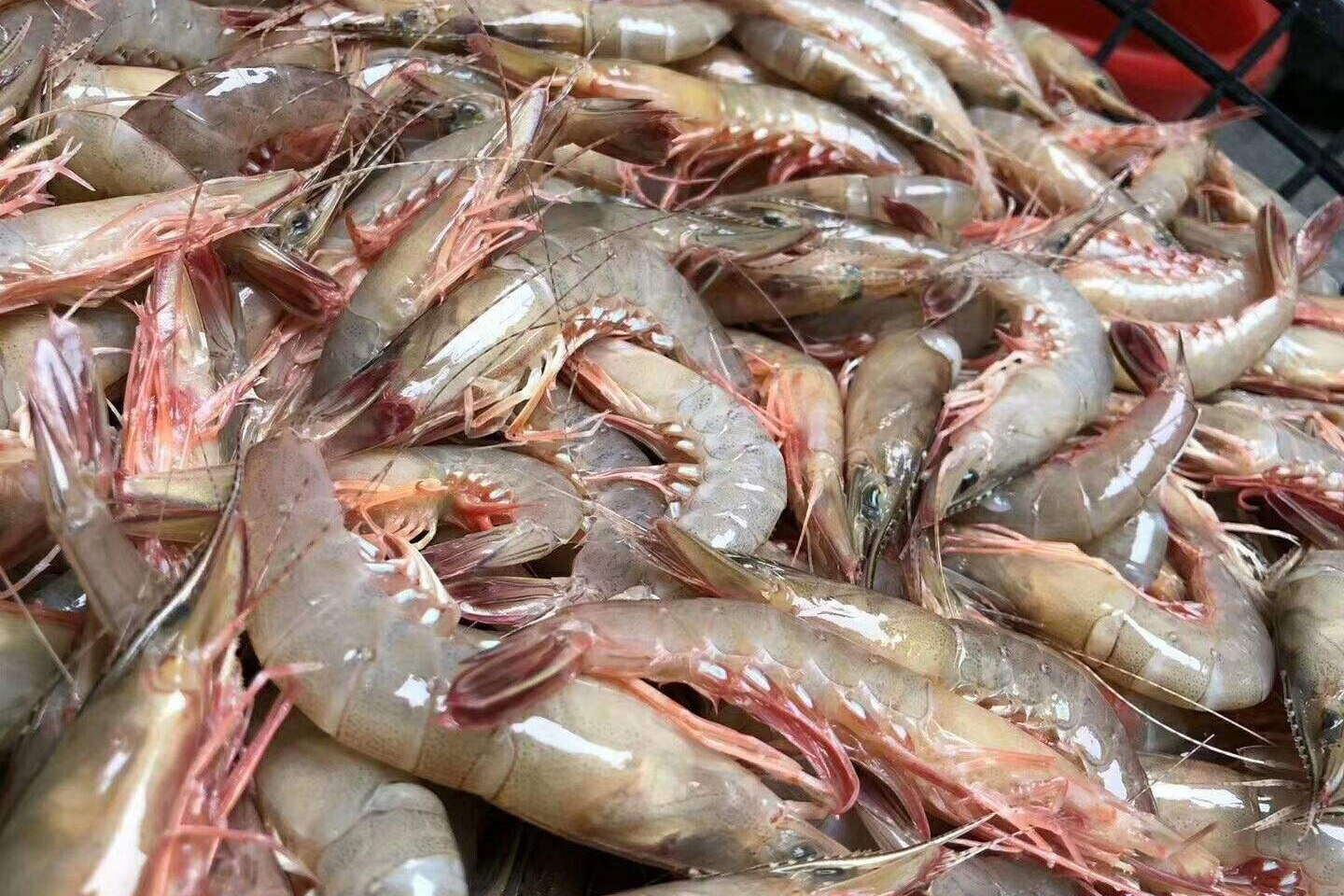 首先我们要知道这个东西在中国普遍的农村都是可以养的,并不用分南北