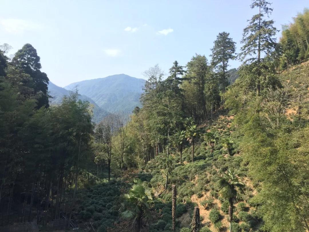 寻茶之旅,福建武夷山正山小种红茶简介