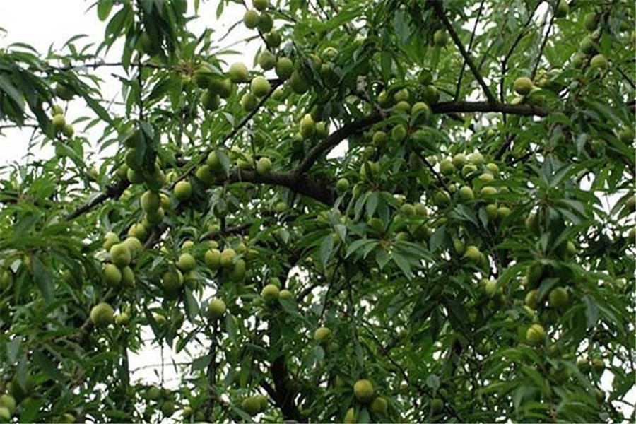 李子味道酸酸的,种植前景如何呢,是否可以大量种植