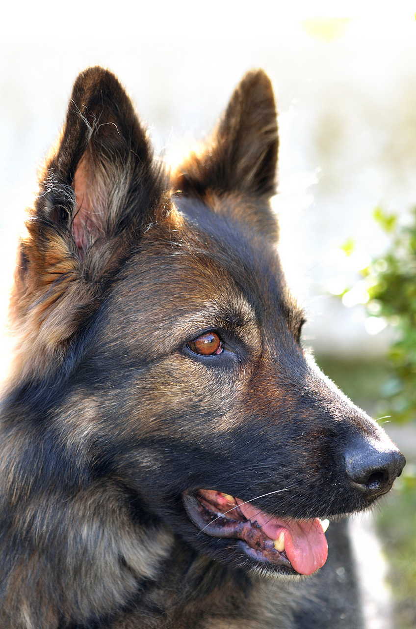 捷克狼犬是由捷克狗饲养场在二战期间研究狼与犬的杂交品种培育出的犬