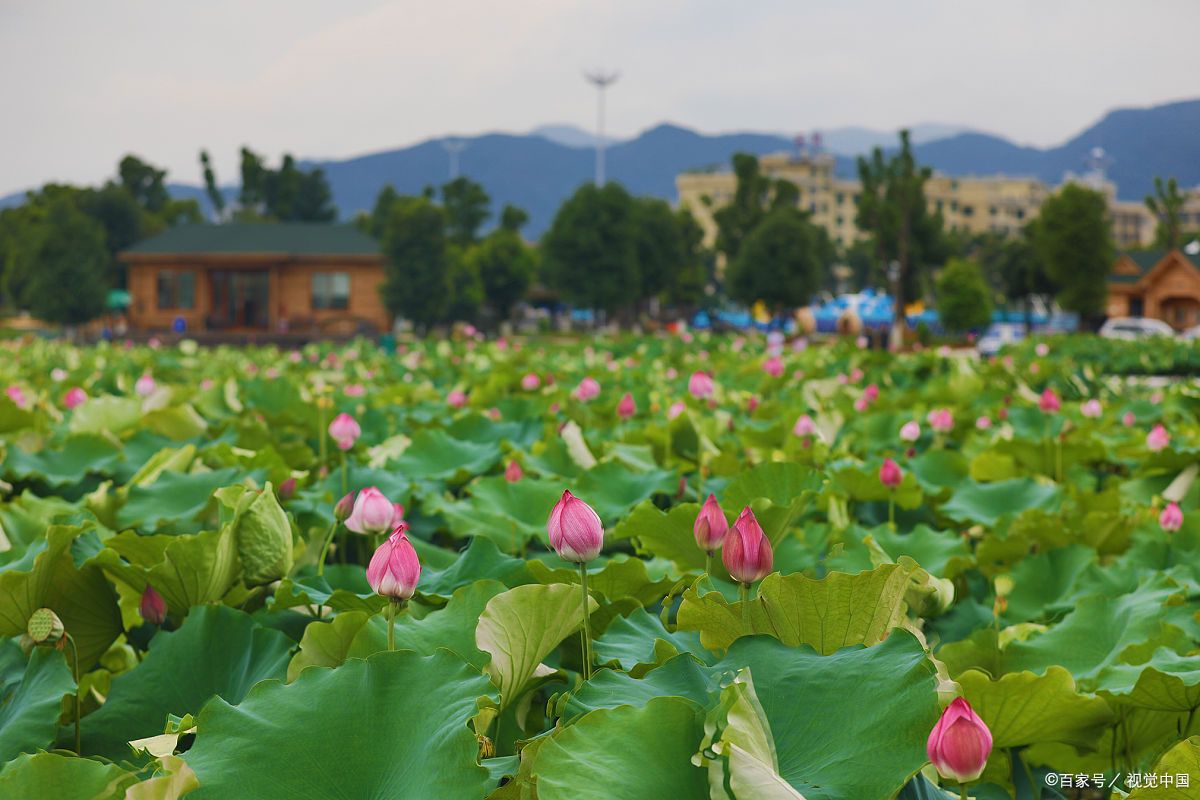 佛山三水荷花世界,千亩荷塘盛放的美丽传奇!