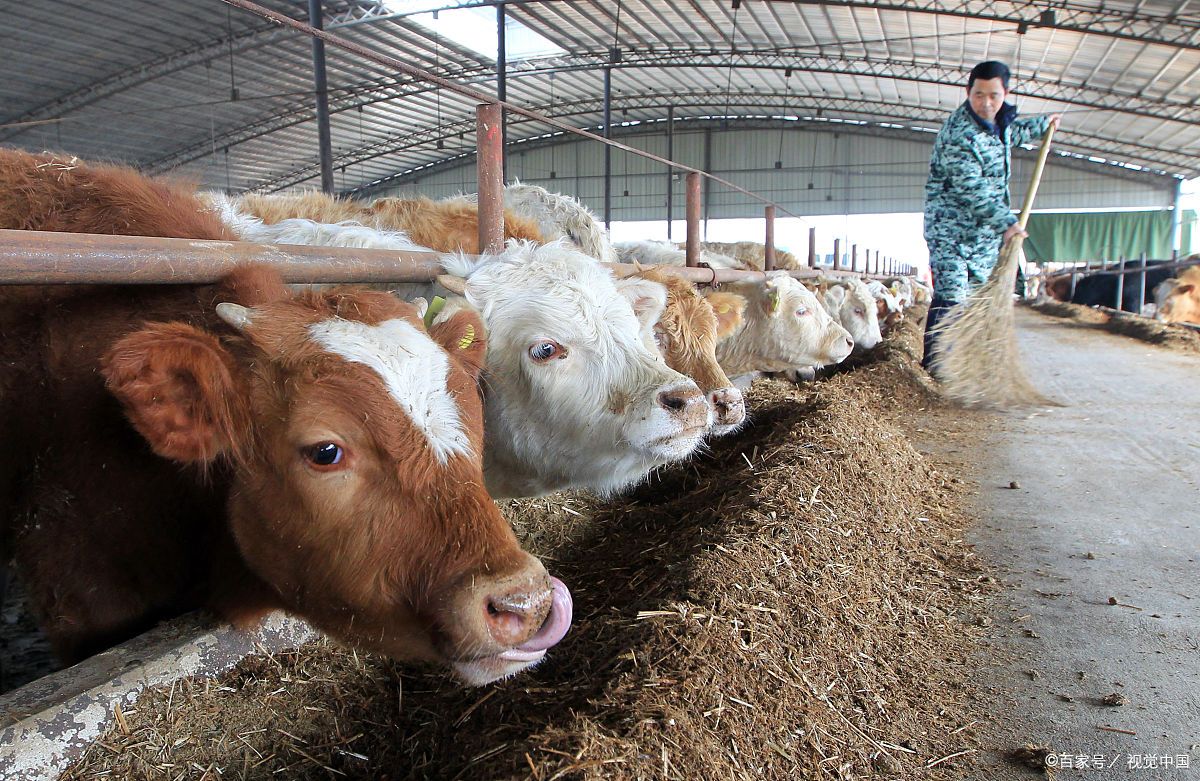 养牛场多 - 2020年最新商品信息聚合专区 - 百度爱采购