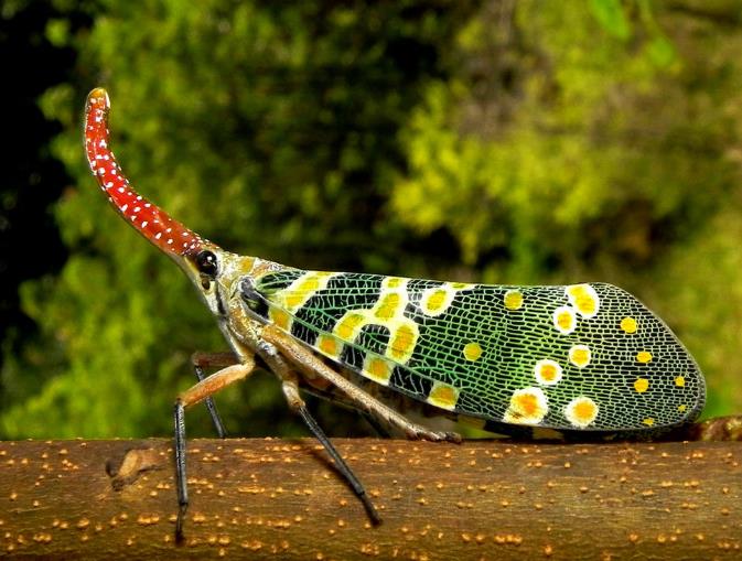 盘点6类奇形怪状的动物,第3类被当作下饭菜