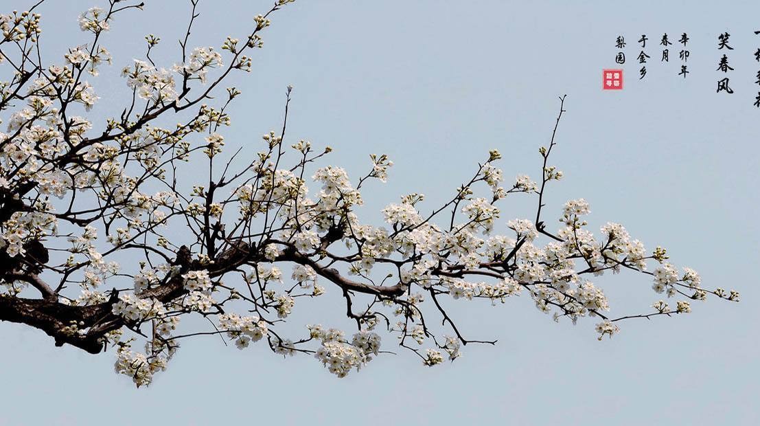 "一树梨花一溪月",好美!你可知出自哪首诗?你能背出全诗吗?