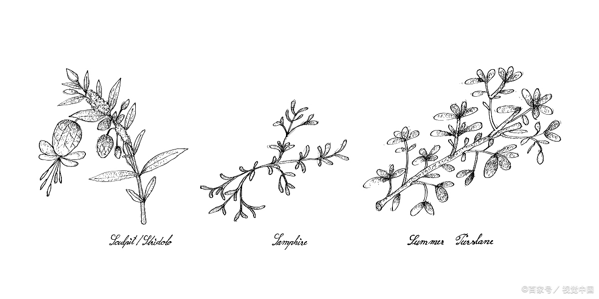 画野菜图片大全图片