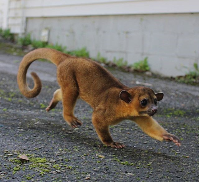 蜜熊白天睡觉晚上闹,整天欺负猫咪欺负娃,却仍然被主人当成宝