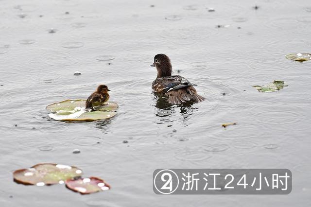 小鸳鸯 出生图片