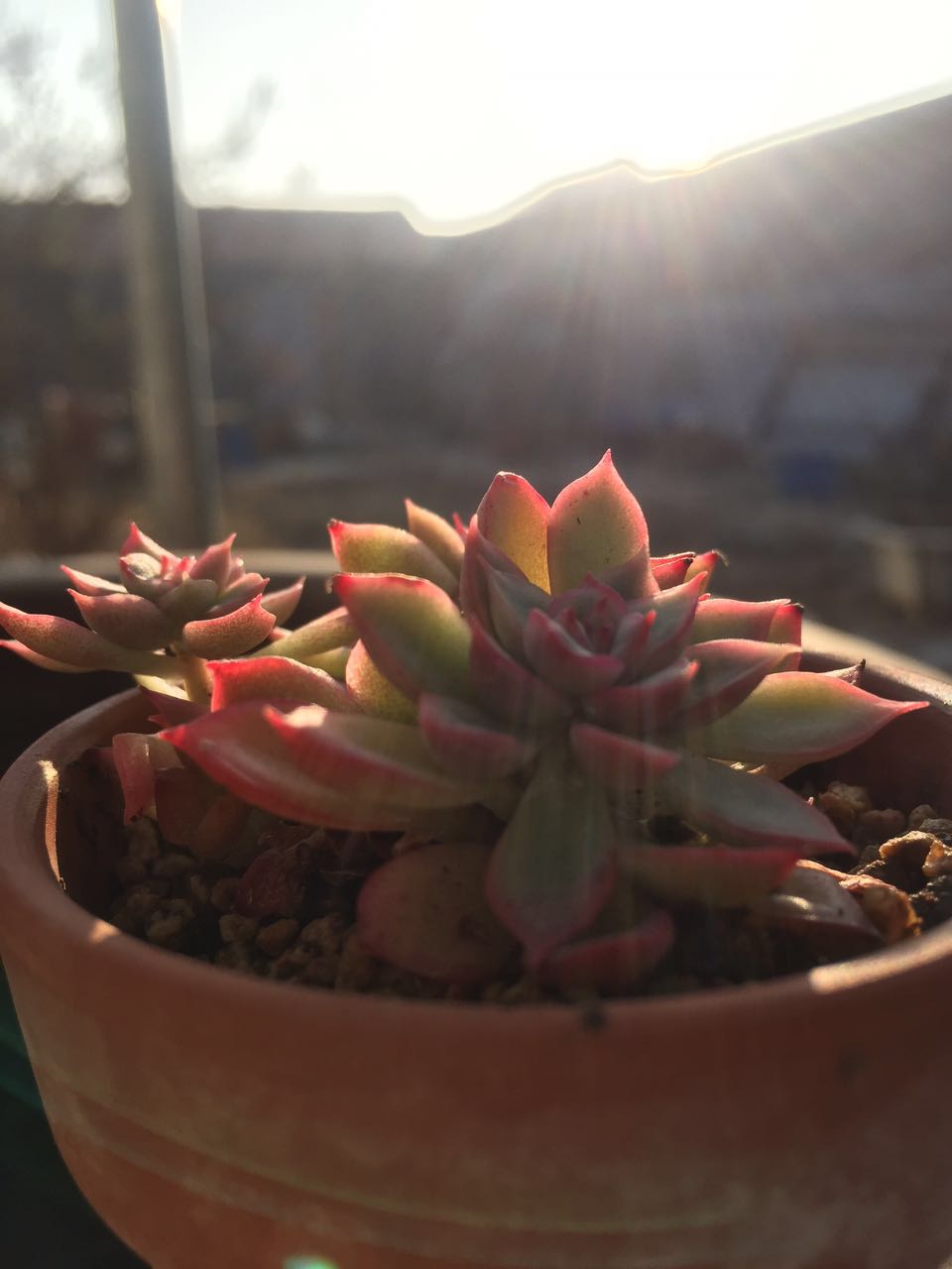 夕阳下的多肉植物,冬天的多肉状态不错
