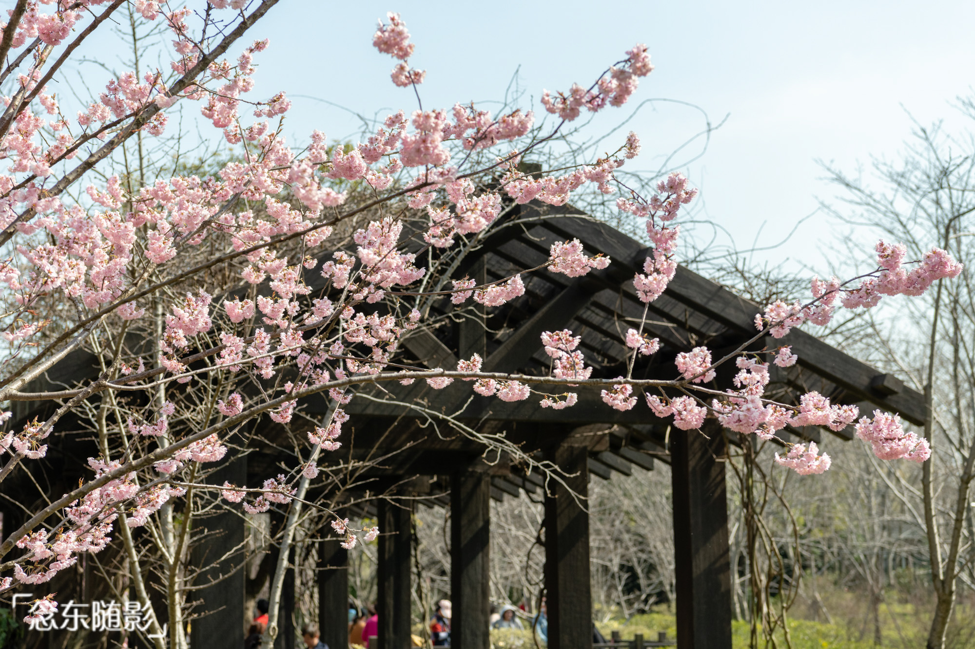 樱花开了!上海顾村公园繁花满枝头,赏樱好去处