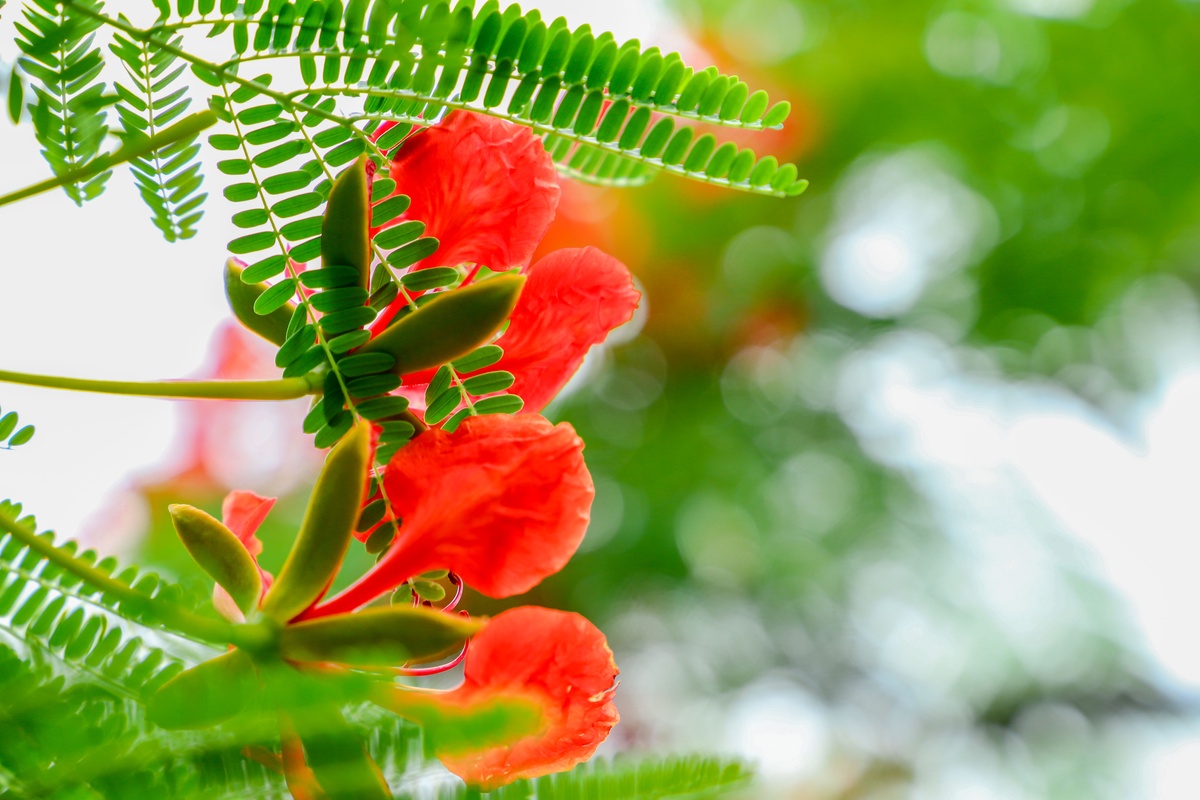 观音山上艳红的凤凰木花 转载自百家号作者:小佳摄影